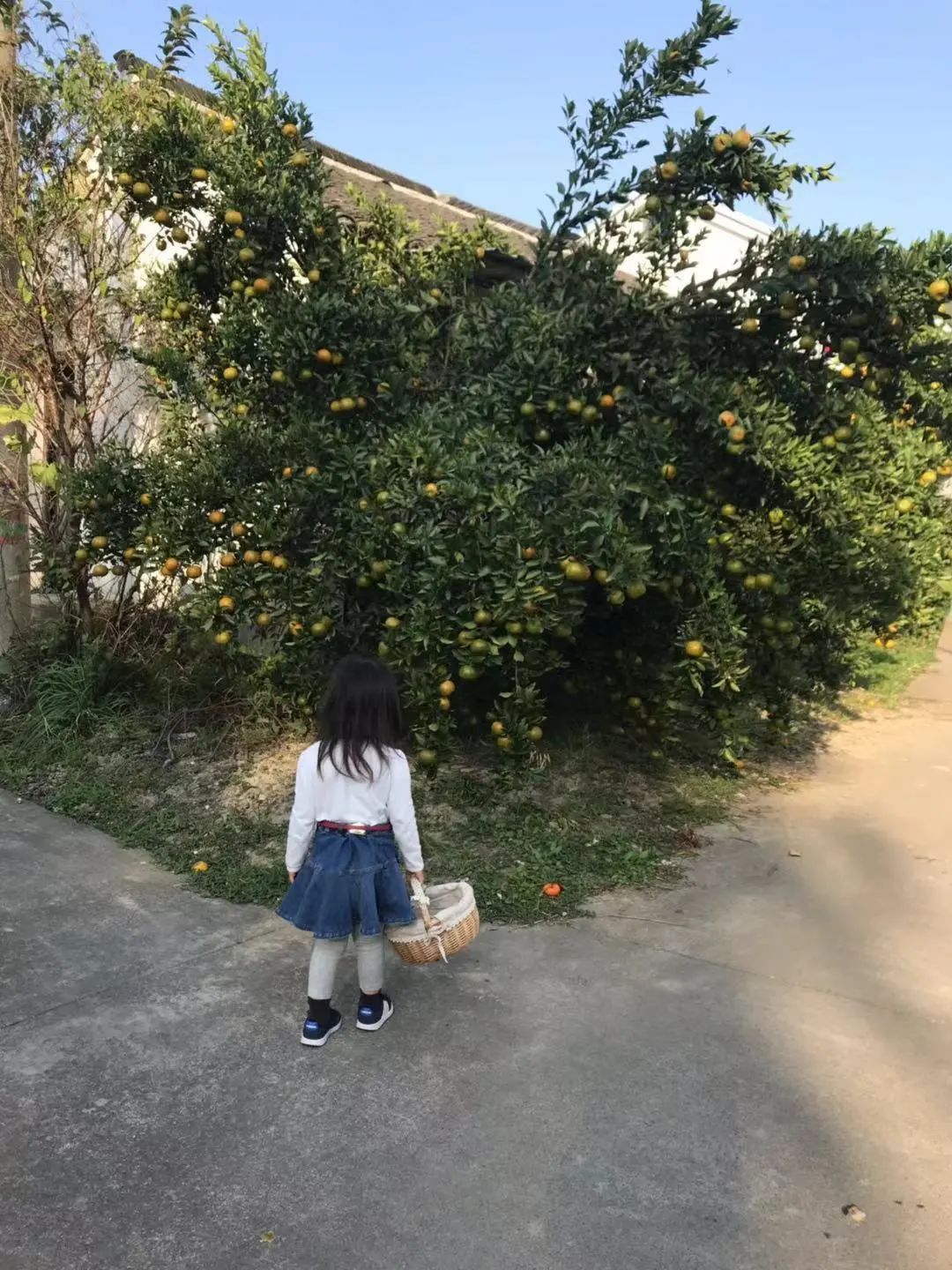 烧麦的工作日常,烧麦需要注意的事项