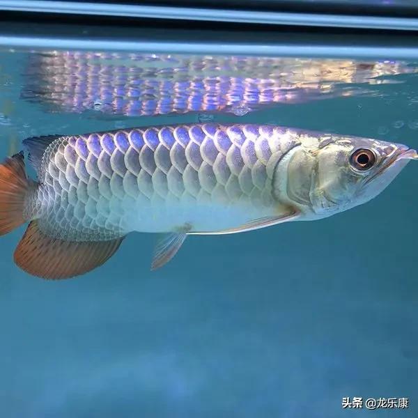 龙鱼基本知识,金龙鱼怎么分高背和过背