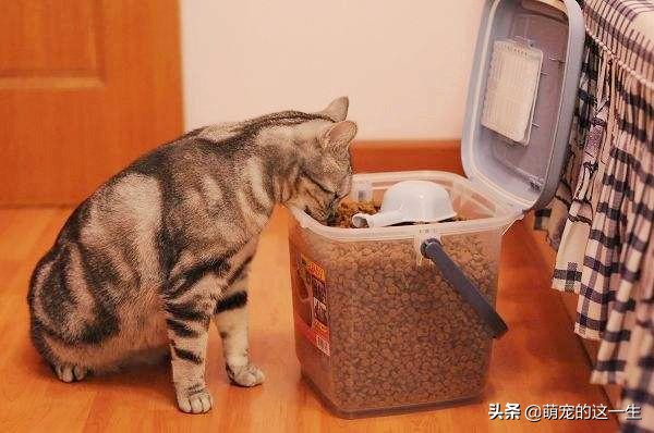 猫咪严重挑食怎么纠正,猫咪不怎么吃猫粮挑食怎么办