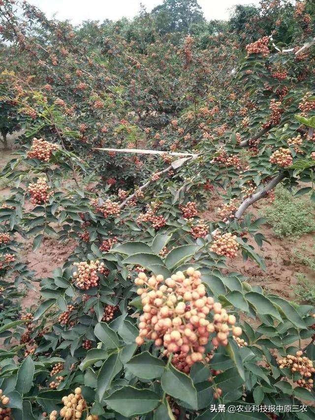 如何防治花椒树上的蚜虫,如何治花椒树上的蚜虫