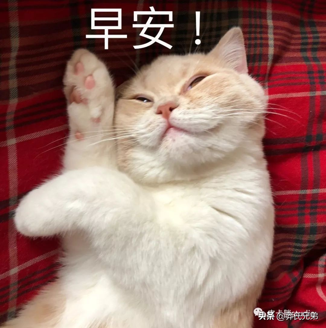 可爱小奶猫刚生出成长日记,一只小奶猫的成长过程