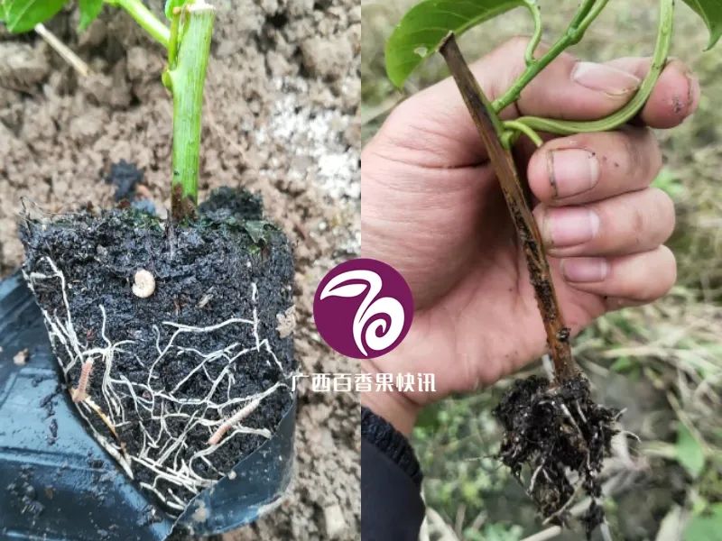 百香果容易得什么病害,百香果容易坏怎么办