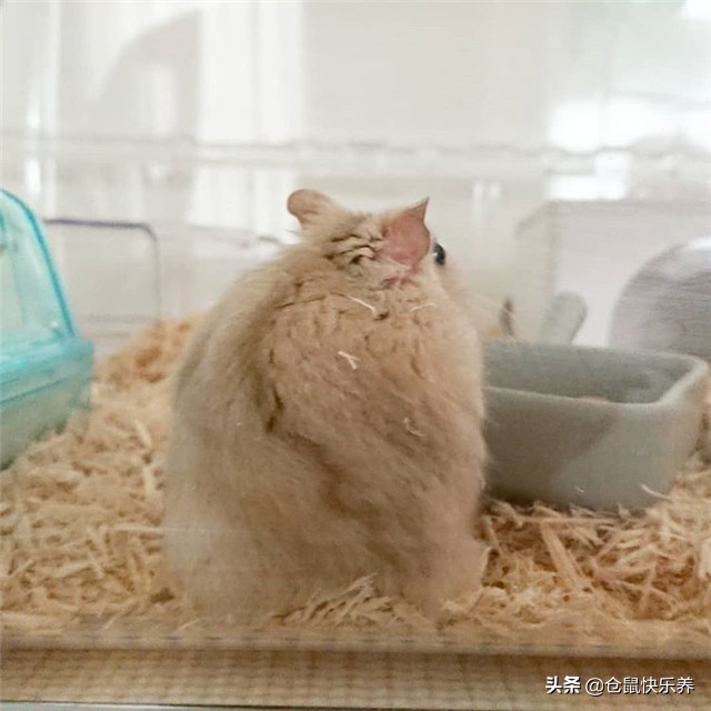 仓鼠到家如何与鼠子培养信任,仓鼠如何躺鼠