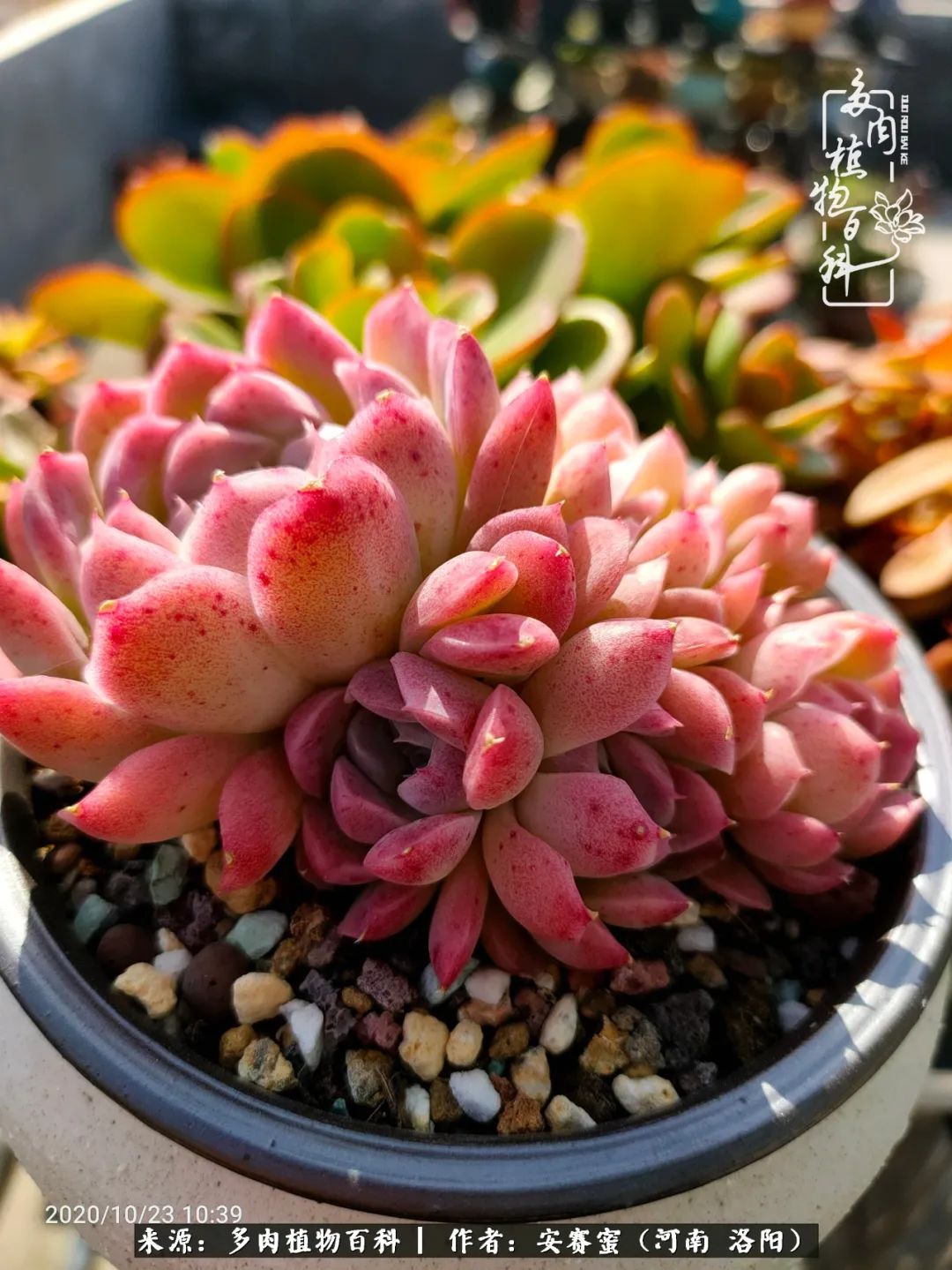 现在是多肉最美的季节,多肉最美的季节来啦