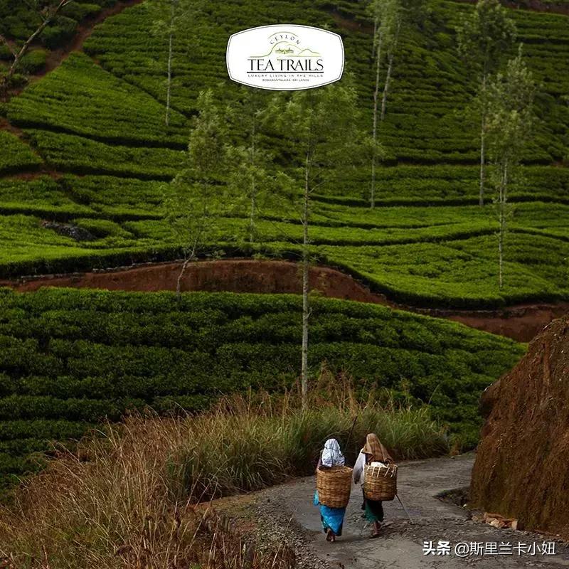 鏂噷鍏板崱缃楄幈澶忔湹,缃楄幈澶忔湹闇嶉】鑻卞紡鑼跺洯