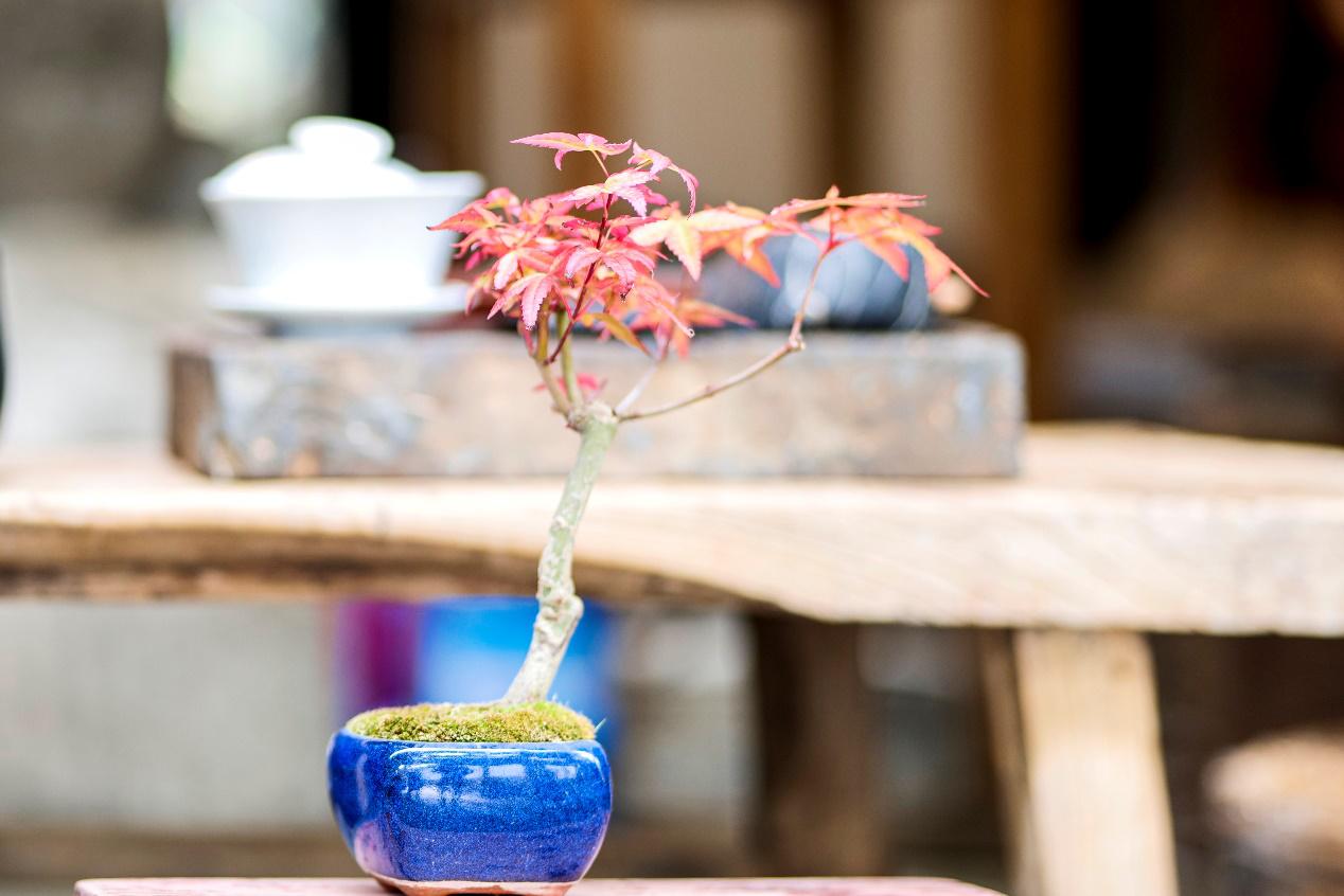 松下lumixs5人像,松下lumix7-14mmf4.0测评