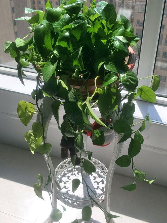 绿萝修剪是剪新枝条还是老枝条,绿萝的枝叶和根系可以修剪吗