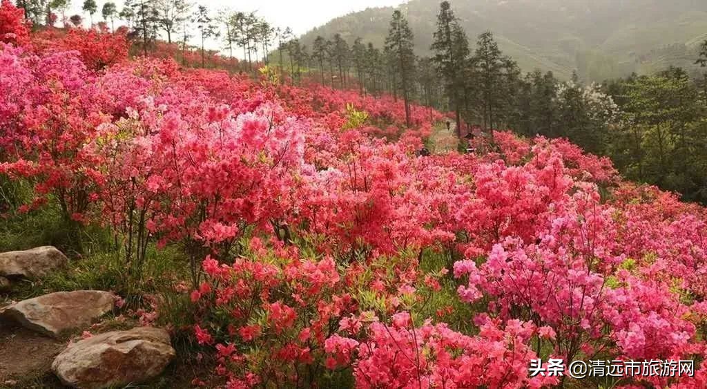 美景就在家门口下句是,美景就在家门外