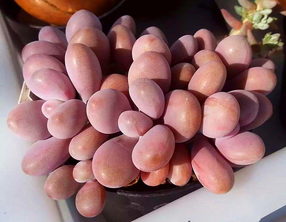 桃蛋的根部干瘪是怎么回事,桃蛋叶子干瘪了脱落怎么回事