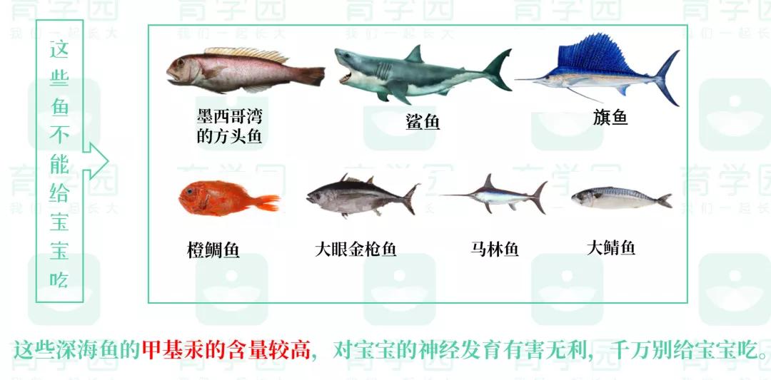 婴儿开始吃肉应该选择吃什么肉,首次给宝宝吃肉吃什么肉