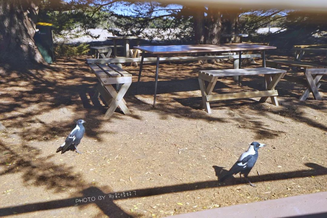 赴澳旅游注意，若带蜂蜜制品上岛，将被判两年监禁或8000澳元罚款