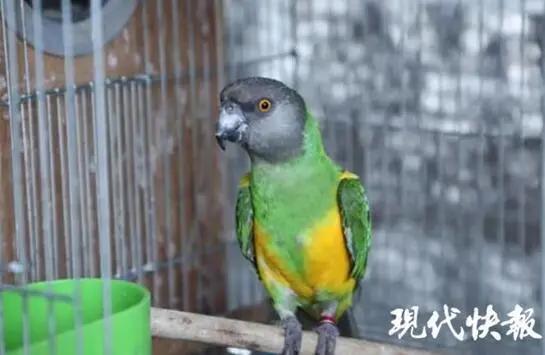 贩卖二百只百灵鸟判几年,贩卖百灵鸟立案标准