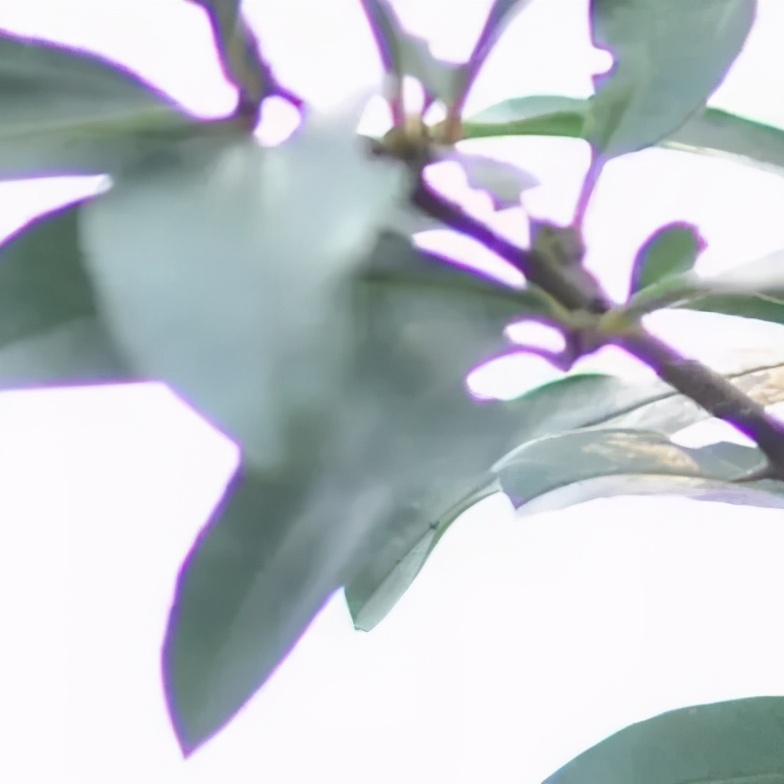 望远镜ed镜片与普通镜片的区别 (真正的ed镜片的望远镜有哪些)