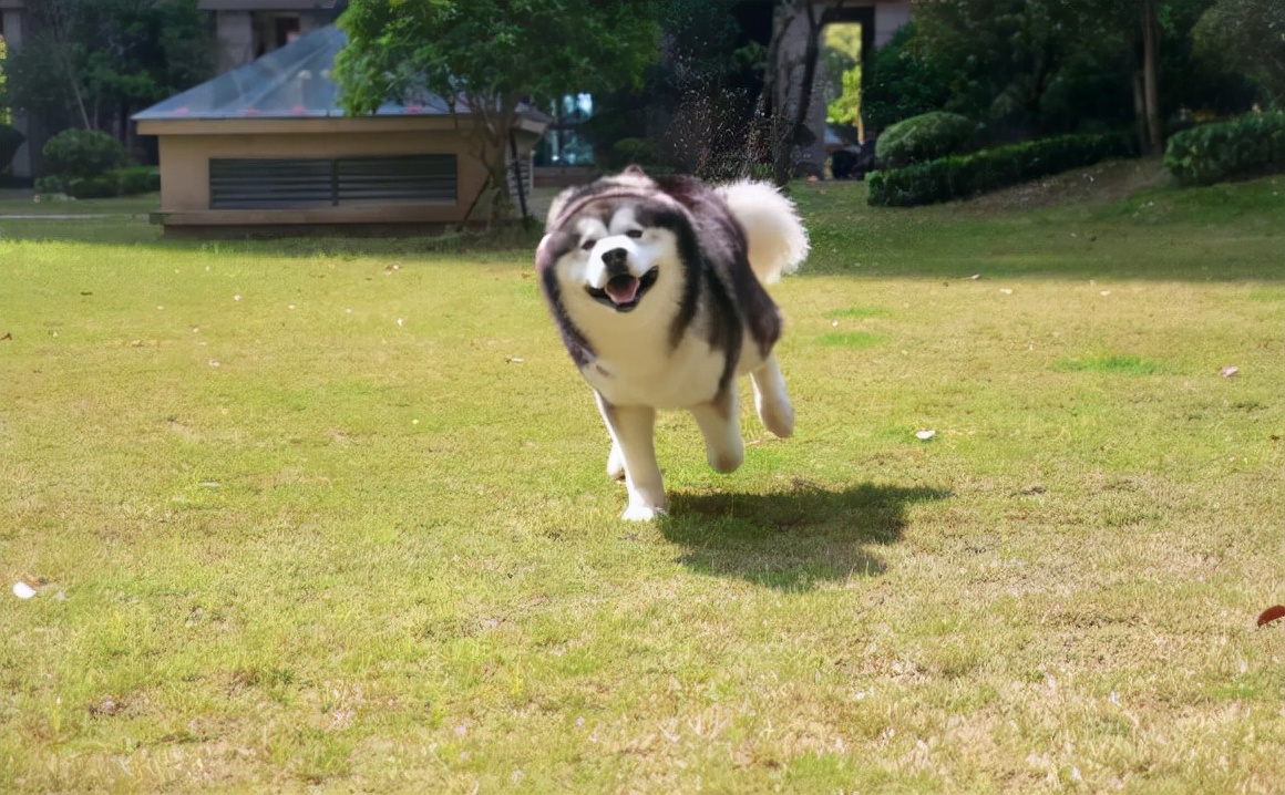 阿拉斯加太瘦了怎么增肥,阿拉斯加太瘦了怎么办
