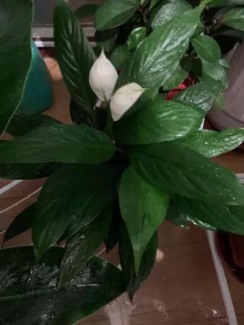 白掌和马蹄莲是一种花吗图片,白掌跟马蹄莲叶茎的区别