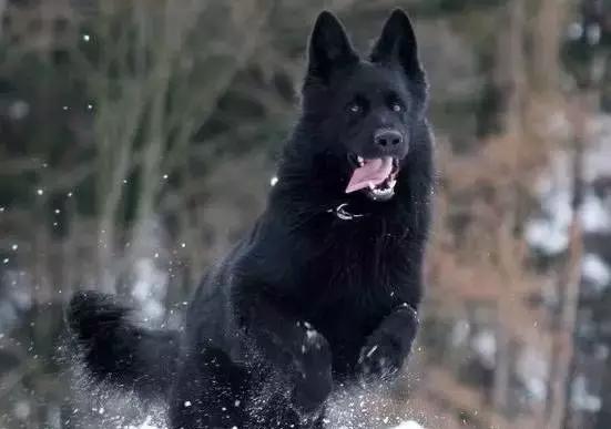 「希德勒之刃」综合素质接近完美的东德牧羊犬，了解一下？