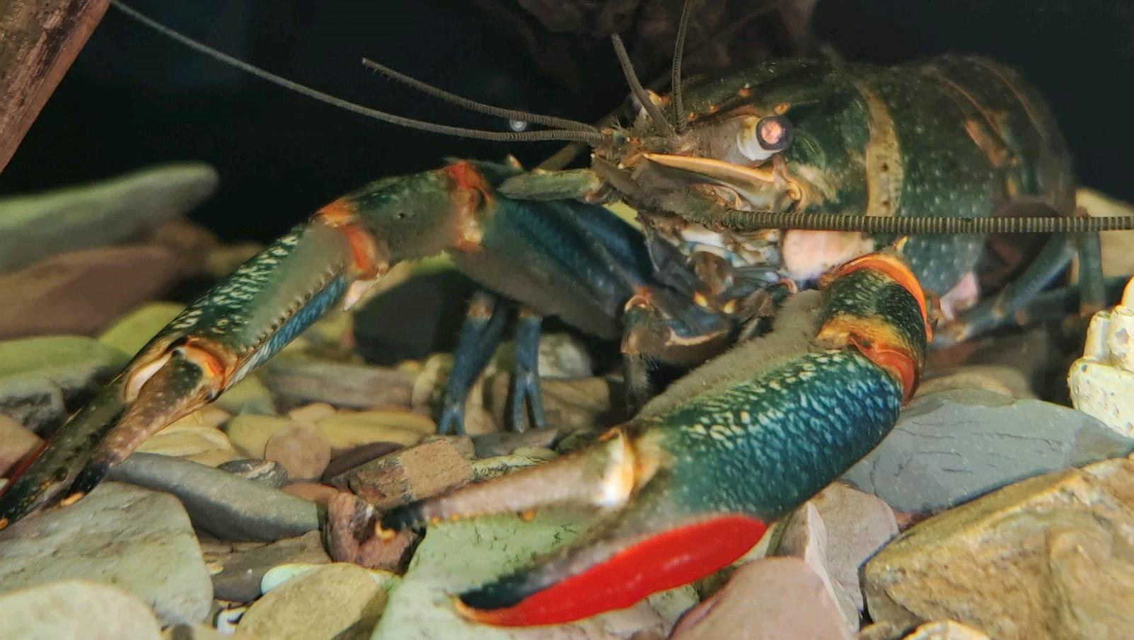 彩色大虾,广东水库彩色斑点小鱼