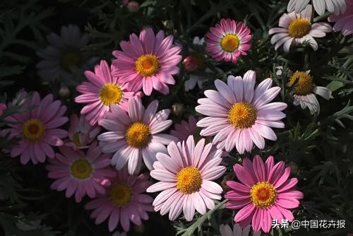 适合花园的花花草草,如何打造四季都有花的花园