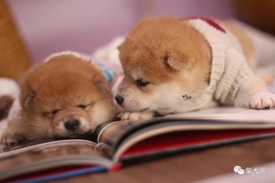 柴犬买犬舍还是宠物店好,哪里的狗市柴犬最便宜