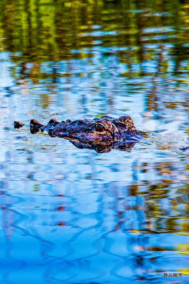邮轮游记加勒比海,加勒比海邮轮旅游游记