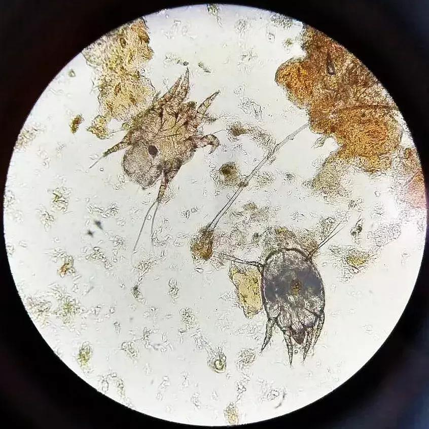 狗狗身上起红疹子是怎么回事,狗狗身上起红疹又脱毛