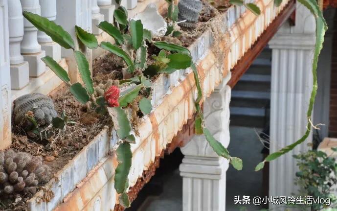 白族民居张家花园,大理豪华白族民居