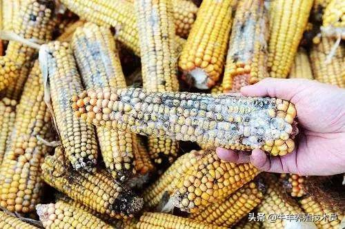 发霉饲料怎么解毒,发霉饲料经过高温后还能用吗