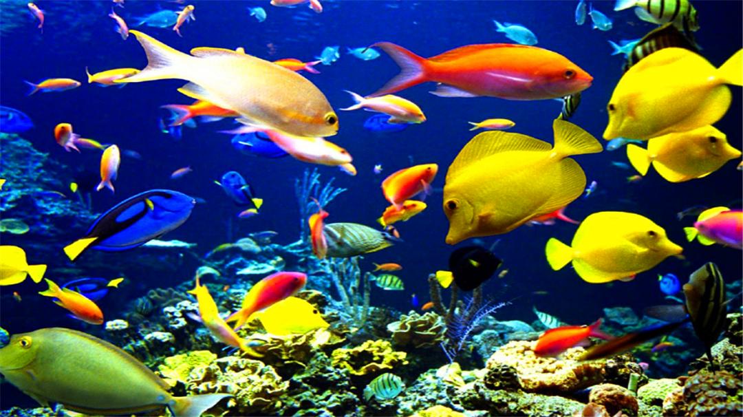 十种好吃不贵的正宗海鱼,十种好吃不贵的大海鱼