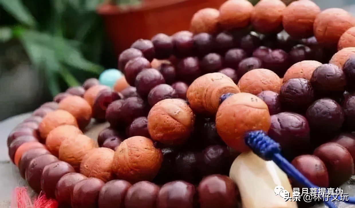 凤眼菩提视频教程,凤眼菩提介绍视频