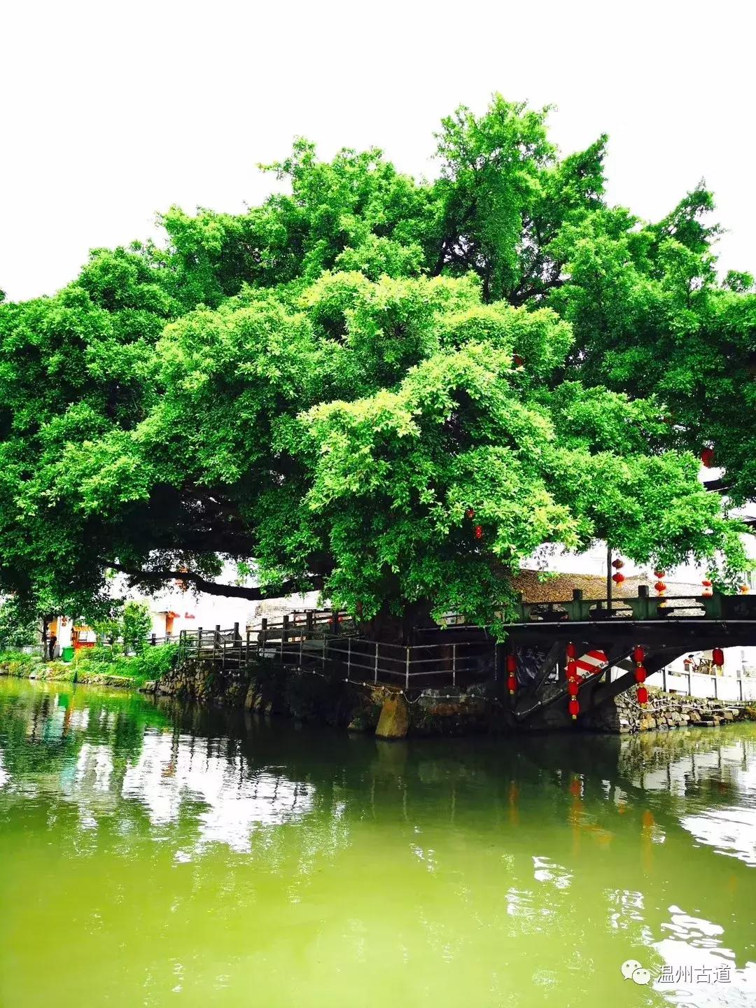 千年古村平阳县鸣山村古城夜景,平阳昆阳鸣山古村落