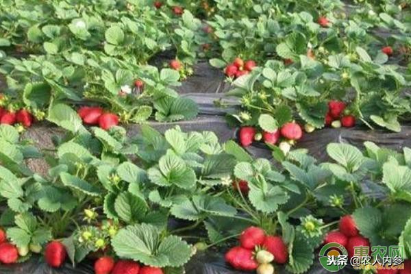 14日菜蛋肉价格