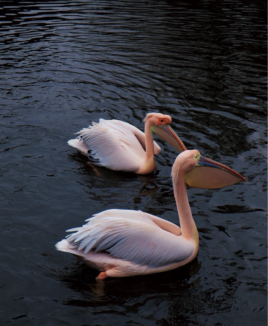 合肥周边亲子网红度假山庄,合肥适合亲子旅游的地方