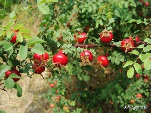 童年野果子,儿时的野果子总让人回味无穷