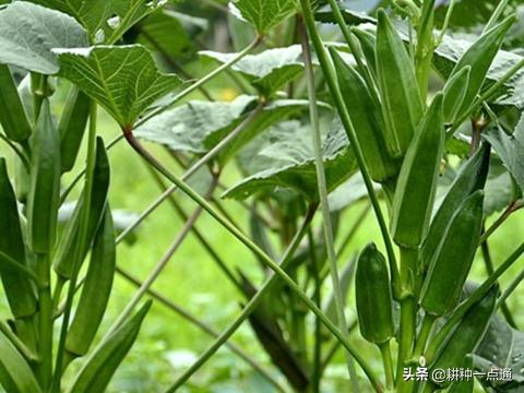 黄秋葵主要虫害有哪些,黄秋葵病害图片大全