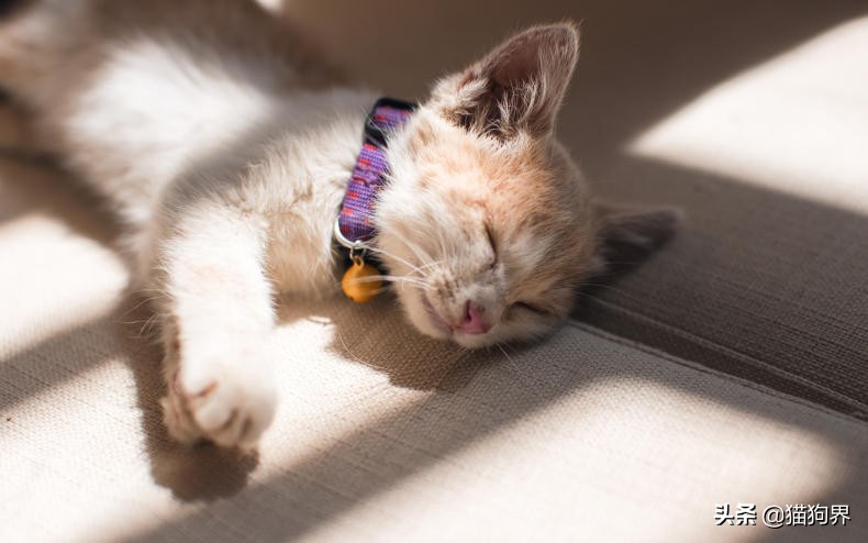 大猫咪身上有跳蚤怎么办,驱虫猫身上的跳蚤