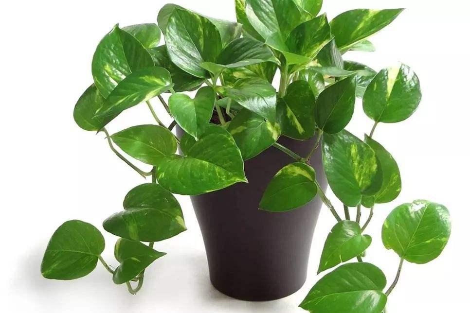 绿萝养护方法大全和注意事项,绿萝叶片不油亮