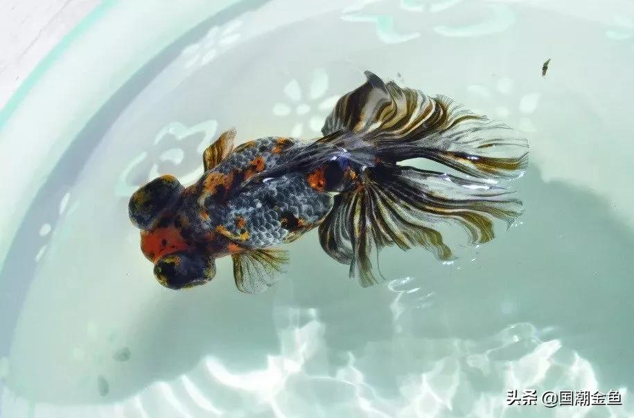 鱼缸多少鱼可以旺财运,养鱼是否旺财运和运气