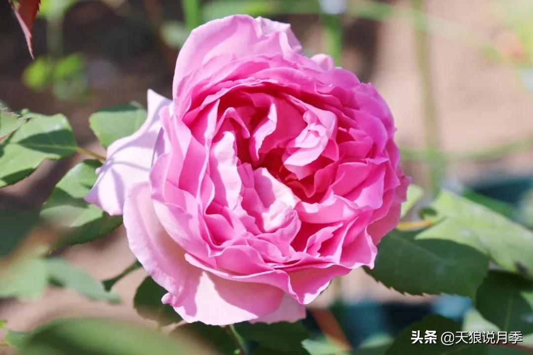 月季春季第一波花要不要剪,月季春季第一波花开后嫁接