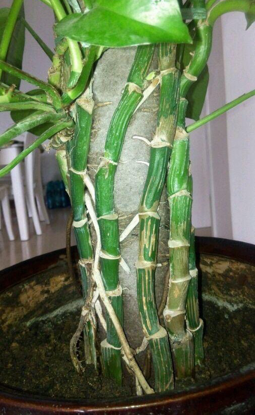 绿萝怎么养才能更旺盛叶小不绿,绿萝怎么养才能让它长得更茂盛