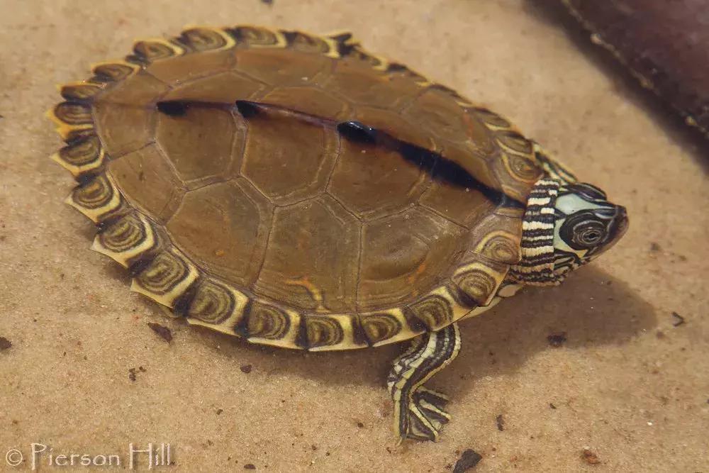 地图龟6-7厘米是成年龟吗,地图龟12cm成年了么