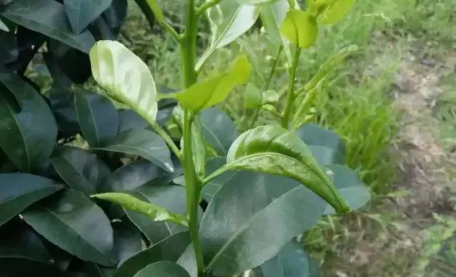 柑橘各生长期需求元素,柑橘富含的微量元素分别有什么用