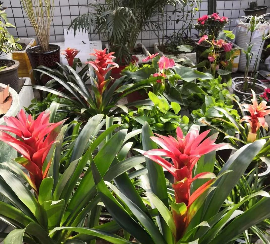 水塔花粉色,水塔花紫色