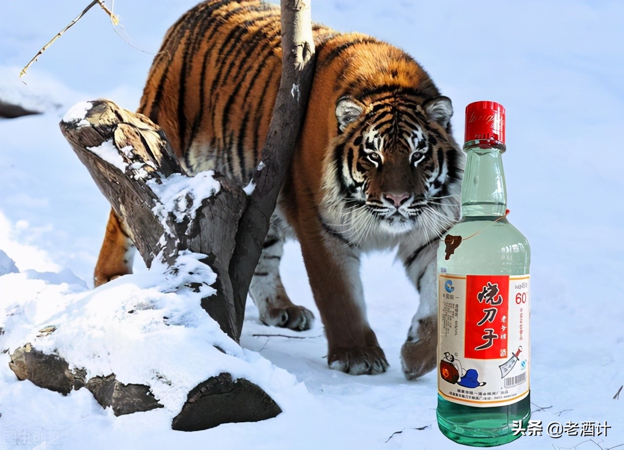 全国各地喝酒礼仪大全,全国各地喝酒的礼仪