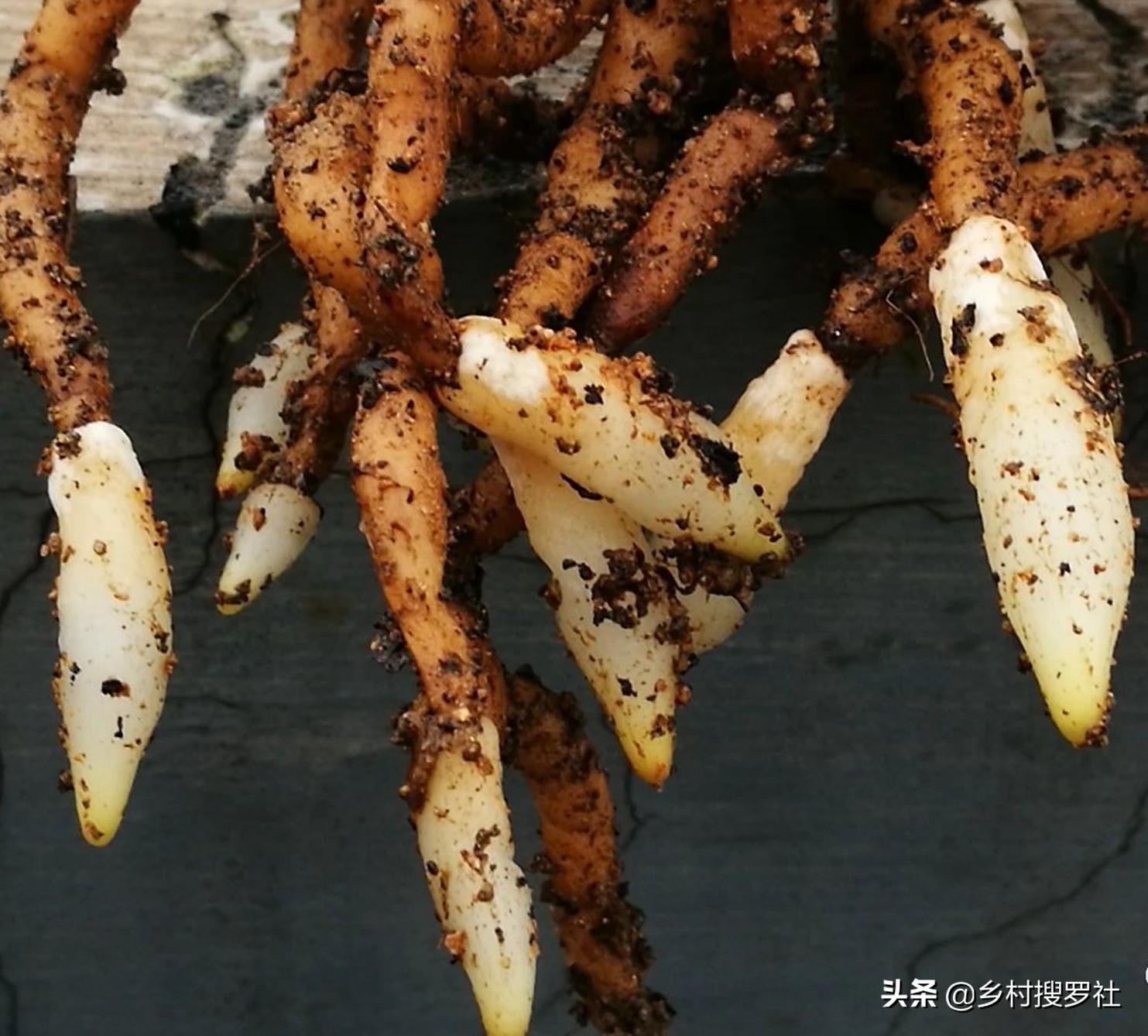 兰花的移栽方法和注意事项,如何将移栽的兰花尽快服盆