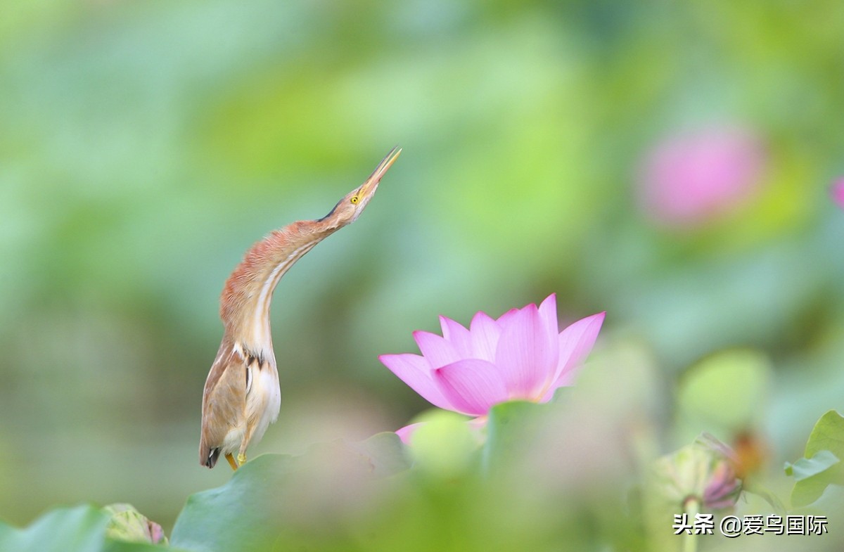 极简鸟类摄影欣赏,2019鸟类摄影作品欣赏