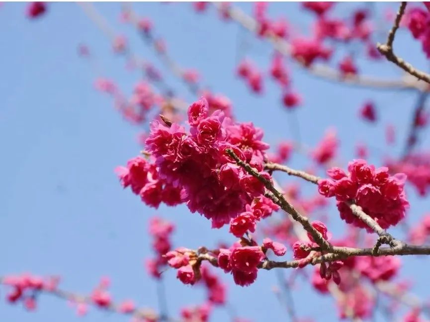 阳春3月桃花与油菜花交相辉映,三月的油菜花和樱花好看吗