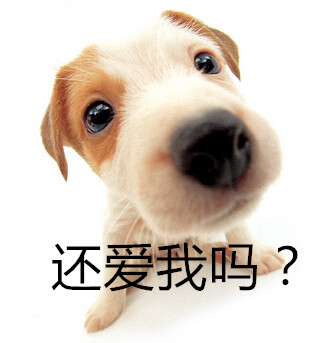 狗狗吃便便的5大原因,狗狗吃完便便才发现要怎么纠正