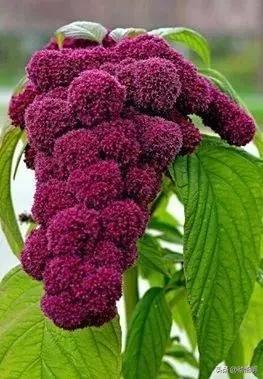 十种稀有长寿花,80个长寿花品种全都美极了