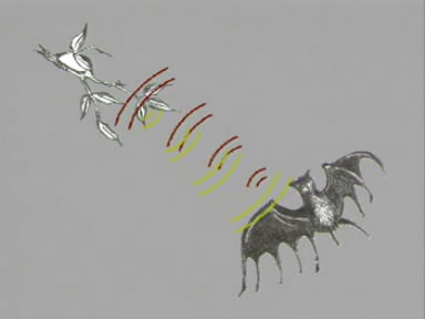 蝙蝠为什么是毒王,你知道蝙蝠为什么称得上毒王吗