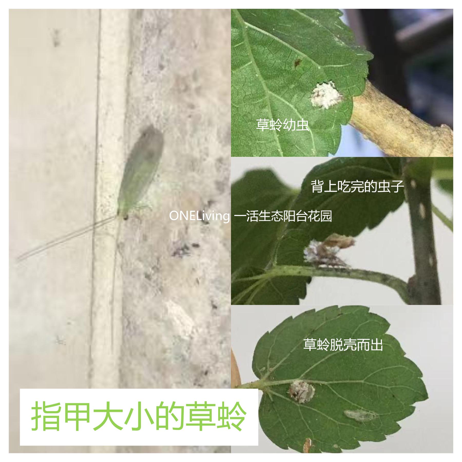 蚜虫白粉蚧,菜苗蚜虫怎么除虫最好用